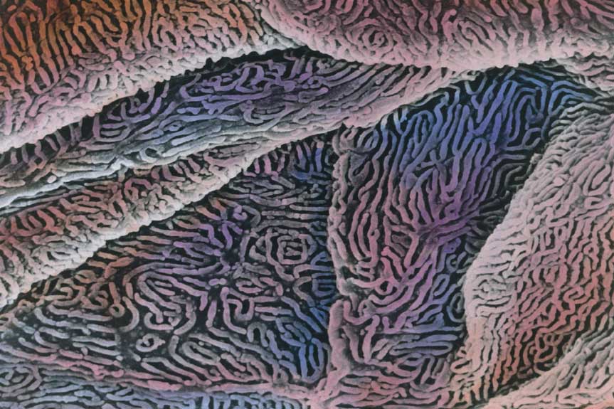 Mucosa Esofagea Mucosa esofagea al microscopio.
© De Agostini Picture Library