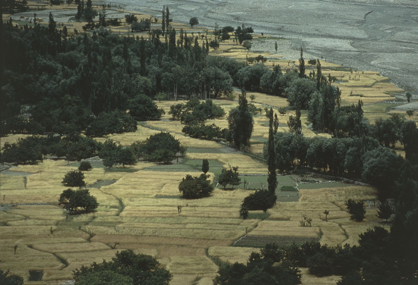 Paesaggio agricolo nella valle del Karakoram L'ONU ha stimato che serviranno miliardi di dollari per la ripresa dell'agricoltura e per ricostruire le infrastrutture. Intanto il Fondo Monetario Internazionale ha già detto che il disastro costerà al Paese oltre il 4% del Prodotto interno lordo: le inondazioni hanno distrutto tonnellate di frumento e milioni di balle di cotone, di cui il Pakistan è uno dei più importanti produttori mondiali.