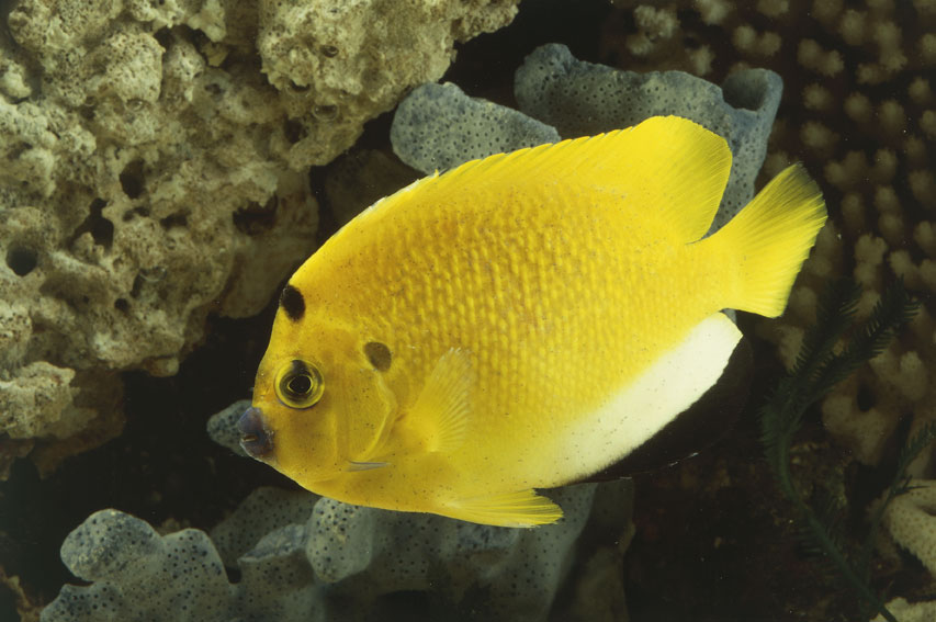 Holacanthus trimaculatus Esemplare di Holacanthus trimaculatus, chiamato Pesce angelo a tre macchie a causa delle macchie dietro l'occhio e sulla fronte.
© De Agostini Picture Library.