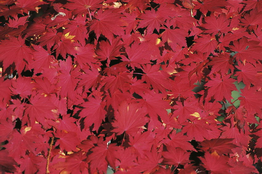 Gli splendidi colori dell'acero in autunno L'acero indossa una sciarpa più gaia.
La campagna una gonna scarlatta,
Ed anch'io, per non essere antiquata,
Mi metterò un gioiello.
(Emily Dickinson) 