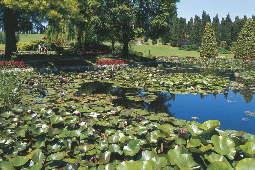 ninfee, Valeggio sul Mincio Giardini con ninfee presso il Parco-giardino di Sigurtà a Valeggio sul Mincio (Vr).
© De Agostini Picture Library.