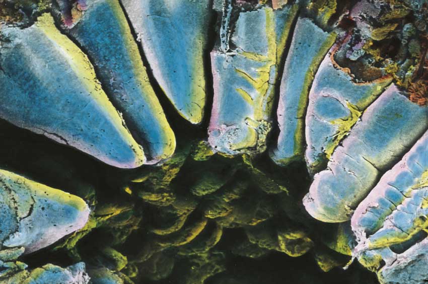 Intestino Crasso Intestino crasso al microscopio.
© De Agostini Picture Library